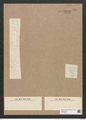 Thalassiothrix elongata Grun. (de-Toni-Nr.: Genus 67, Species 2673) Zeichnungen Sammlung Grunow Nr. 5459 (NHMW-BOT-W0373879)